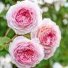David Austin 'James Galway' Light Pink English Climbing Rose 6Ltr Pot -PlantCraft Sales Shop 5031825017275