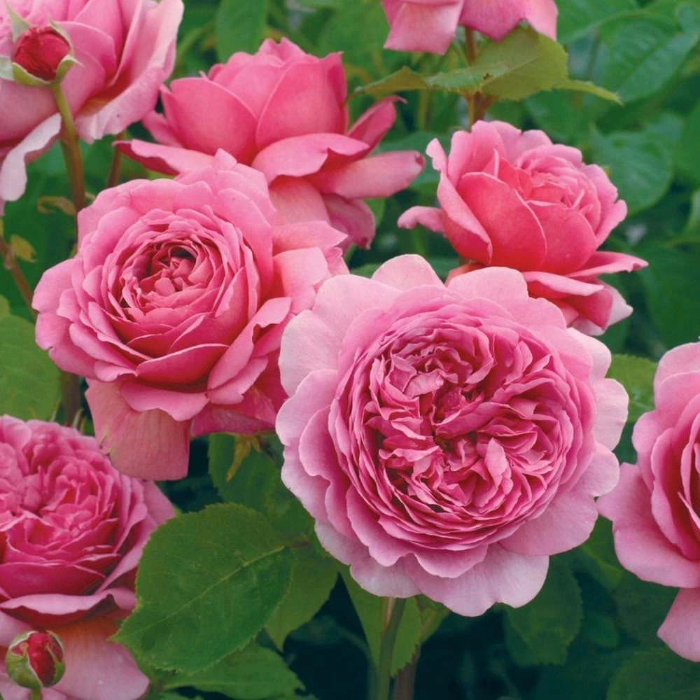 David Austin 'Princess Alexandra Of Kent' Bright Pink English Shrub Rose Plant 6Ltr Pot 3 David Austin 'Princess Alexandra Of Kent' Bright Pink English Shrub Rose Plant 6Ltr Pot
