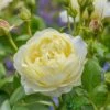 David Austin 'Vanessa Bell' Pale Yellow English Rose 6Ltr Pot 2 David Austin 'Vanessa Bell' Pale Yellow English Rose 6Ltr Pot -PlantCraft Sales Shop 5031825021753 f0766a4e 6721 4a00 b03c b80fec0bfd2d
