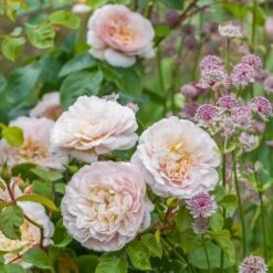 David Austin 'Emily Brontë' Pink English Rose 6Ltr Pot 11 David Austin 'Emily Brontë' Pink English Rose 6Ltr Pot -PlantCraft Sales Shop 5031825021869 3 9b7506c8 1c1e 4c44 9a3b 79c60ca6b933