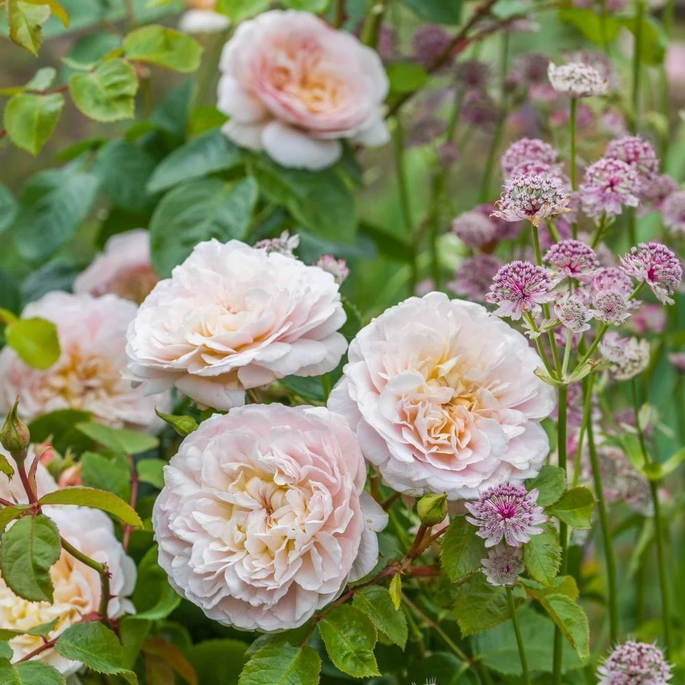 David Austin 'Emily Brontë' Pink English Rose 6Ltr Pot 7 David Austin 'Emily Brontë' Pink English Rose 6Ltr Pot - Image 5