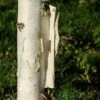 Betula Utilis 'Snow Queen' Birch Tree 12Ltr Pot
