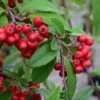 Cotoneaster 'Hybridus Pendulus' 12Ltr Pot -PlantCraft Sales Shop 5038838003110