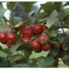 Crab Apple 'Gorgeous' M27 Rootstock 12Ltr Pot 1 Crab Apple 'Gorgeous' M27 Rootstock 12Ltr Pot -PlantCraft Sales Shop 5038838003974 8b3cf132 8229 4e11 ba0d 84a201b3a41b