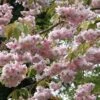 Prunus 'Kiku-Shidare-Zakura' Cherry Blossom Tree 7.5Ltr Pot 1 Prunus 'Kiku-Shidare-Zakura' Cherry Blossom Tree 7.5Ltr Pot -PlantCraft Sales Shop 5038838004490 0fbbd276 3138 4710 9d38 5954f4eff302