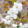 Prunus 'The Bride' Tree 12Ltr Pot 2 Prunus 'The Bride' Tree 12Ltr Pot -PlantCraft Sales Shop 5038838004629