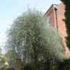 Pyrus Salicifolia 'Pendula' 12Ltr Pot -PlantCraft Sales Shop 5038838005145