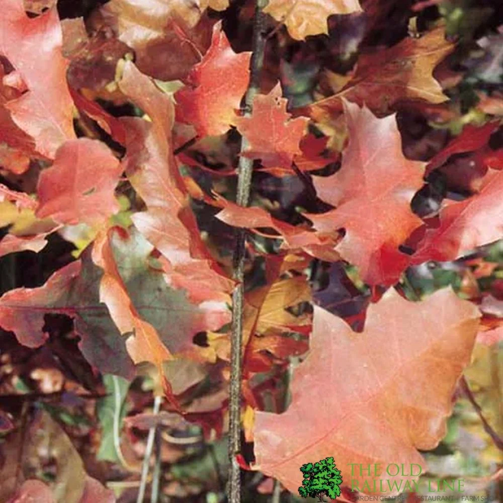 Red Oak Tree 'Quercus Rubra' 12Ltr Pot 2 Red Oak Tree 'Quercus Rubra' 12Ltr Pot