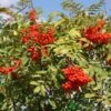 Sorbus Aucuparia 12Ltr Pot -PlantCraft Sales Shop 5038838005428