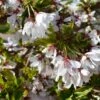 Cherry Blossom 'Snow Showers' Patio Top Worked Tree 11.5Ltr Pot 1 Cherry Blossom 'Snow Showers' Patio Top Worked Tree 11.5Ltr Pot -PlantCraft Sales Shop 5038838019197