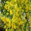 Laburnum Anagyroides ‘Yellow Rocket’ 12Ltr Pot 2 Laburnum Anagyroides ‘Yellow Rocket’ 12Ltr Pot -PlantCraft Sales Shop 5038838106224 8a1010d9 be0c 4920 bfac 842d13215c2d