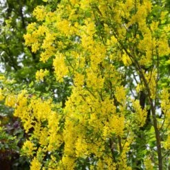Laburnum Anagyroides ‘Yellow Rocket’ 12Ltr Pot