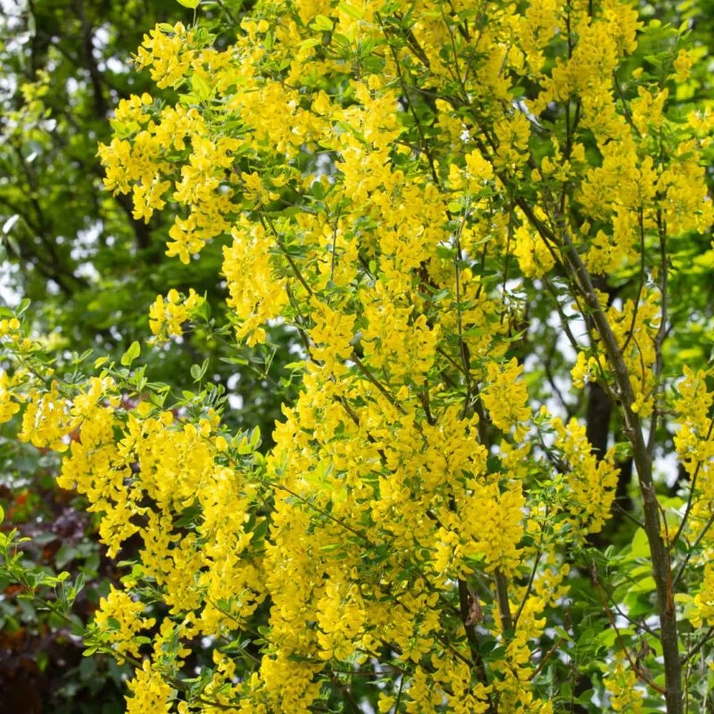 Laburnum Anagyroides ‘Yellow Rocket’ 12Ltr Pot 3 Laburnum Anagyroides ‘Yellow Rocket’ 12Ltr Pot