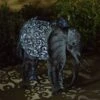 Smart Solar 38cm Metal Elephant Silhouette -PlantCraft Sales Shop 5050642064200