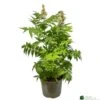 Sorbaria 'Sem' 3ltr Pot 1 Sorbaria 'Sem' 3ltr Pot -PlantCraft Sales Shop 5050704086607