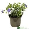 Vinca Minor 'Ralph Shugart' Plant 2Ltr Pot 2 Vinca Minor 'Ralph Shugart' Plant 2Ltr Pot -PlantCraft Sales Shop 5050704147971