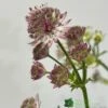 Astrantia 'Star Of Beauty' 2Ltr Pot 2 Astrantia 'Star Of Beauty' 2Ltr Pot -PlantCraft Sales Shop 5050704149791 08debb63 f961 43cd a471 624d5a3604b2