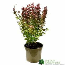 Berberis 'Orange Rocket' Japanese Barberry Plant 3 Ltr Pot