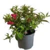 Weigela 'All Summer Red' Plant 3Ltr Pot 2 Weigela 'All Summer Red' Plant 3Ltr Pot -PlantCraft Sales Shop 5050704374100