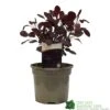 Cotinus 'Lilla' Smoke Bush 3Ltr Pot -PlantCraft Sales Shop 5050704486568 52a2b756 8831 4e1e b286 991d8fe6385f