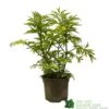 Sambucus Nigra 'Golden Tower' Elder Tree 3Ltr Pot -PlantCraft Sales Shop 5050704583229