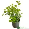 Cotinus Coggygria 'Golden Spirit' 3Ltr Pot -PlantCraft Sales Shop 5050704603385