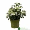 Hydrangea 'Runaway Bride' Plant 3Ltr Pot 2 Hydrangea 'Runaway Bride' Plant 3Ltr Pot -PlantCraft Sales Shop 5050704637069 90834b77 23de 4095 8358 3af3053ca686