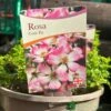 Pink Ground Cover Rose 'Rosa Cutie Pie' 3Ltr Pot 2 Pink Ground Cover Rose 'Rosa Cutie Pie' 3Ltr Pot -PlantCraft Sales Shop 5050704637588