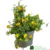 Clematis 'Little Lemons' Climber 3Ltr Pot -PlantCraft Sales Shop 5050704637878 b89a66c5 4c98 4906 a22f 8d51c189bfda