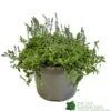 Parahebe 'Blue Form' 3Ltr Pot 2 Parahebe 'Blue Form' 3Ltr Pot -PlantCraft Sales Shop 5050704638257 cd8707d1 3dc0 4c03 8b3c b542c8f0cd74