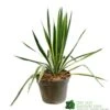 Yucca Filamentosa 'Bright Edget' 3Ltr Pot 1 Yucca Filamentosa 'Bright Edget' 3Ltr Pot -PlantCraft Sales Shop 5050704639667 6447b7f4 5202 4227 9495 149920b15b6e