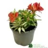 Alstroemeria 'Little Miss Zoe' Peruvian Lily -PlantCraft Sales Shop 5050704640373