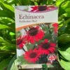 Echinacea 'Sunseekers Red' 3Ltr Pot -PlantCraft Sales Shop 5050704640403 801b3b7a af0c 46ee b023 91fb8305ab79