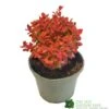 Berberis Thunbergii 'Orange Ice' 3Ltr Pot -PlantCraft Sales Shop 5050704640892
