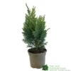 Chamaecyparis Lawsonia 'Columnaris Glauca' Conifer 3Ltr Pot -PlantCraft Sales Shop 5055028608573