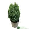 Chamaecyparis Lawsoniana 'Snow White' Conifer 5Ltr Pot -PlantCraft Sales Shop 5055028609204
