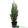 Chamaecyparis Lawsoniana 'White Spot' Conifer 3Ltr Pot 2 Chamaecyparis Lawsoniana 'White Spot' Conifer 3Ltr Pot -PlantCraft Sales Shop 5055028612464 89e1d63b 3abc 4430 b905 9ff33733196f