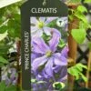 Clematis 'Prince Charles' 2Ltr Pot -PlantCraft Sales Shop 5055028613928