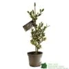 Ilex Aquifolium 'Ferox Argentea' Silver Hedgehog Holly 3Ltr Pot -PlantCraft Sales Shop 5055028616660