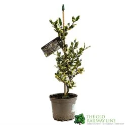 Ilex Aquifolium 'Ferox Argentea' Silver Hedgehog Holly 3Ltr Pot