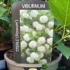 Viburnum 'Opulus Sterile' 3Ltr Pot -PlantCraft Sales Shop 5055028624009