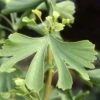 Ginkgo Biloba Maidenhair Tree 10Ltr Pot -PlantCraft Sales Shop 5055028630499 ade86239 5143 4316 b6c2 c20fa427ed81