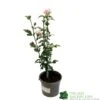 Hibiscus 'Lady Stanley' 3Ltr Pot 1 Hibiscus 'Lady Stanley' 3Ltr Pot -PlantCraft Sales Shop 5055028635029