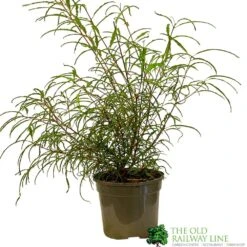 Rhamnus Frangula 'Asplenifolia' 3Ltr Pot