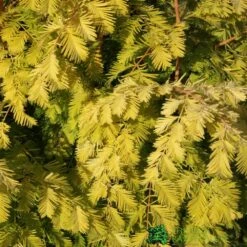 Metasequoia Glyptostroboides ‘Gold Rush’ Dawn Redwood 10Ltr Pot