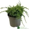 Juniper 'Holger' 3Ltr Pot 1 Juniper 'Holger' 3Ltr Pot -PlantCraft Sales Shop 5055028641969