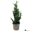 Chamaecyparis Lawsoniana 'Wisselii' 3Ltr Pot -PlantCraft Sales Shop 5055028643017