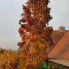 Liquidambar Styraciflua ‘Slender Silhouette’ Sweet Gum Tree 10Ltr Pot -PlantCraft Sales Shop 5055028648760 06514383 2276 4df4 872b cee95b4eda42