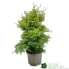 Conifer 'Squarrosa Sulphurea' Chamaecyparis Cypress 3Ltr Pot 2 Conifer 'Squarrosa Sulphurea' Chamaecyparis Cypress 3Ltr Pot -PlantCraft Sales Shop 5055028657762