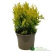 Thuja Plicata 'Goldy' Conifer 3Ltr Pot -PlantCraft Sales Shop 5055028658059 6dcaeab1 6b48 44b1 9b35 3468f22511c8